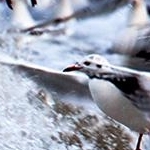 IMG_0705  Les mouettes